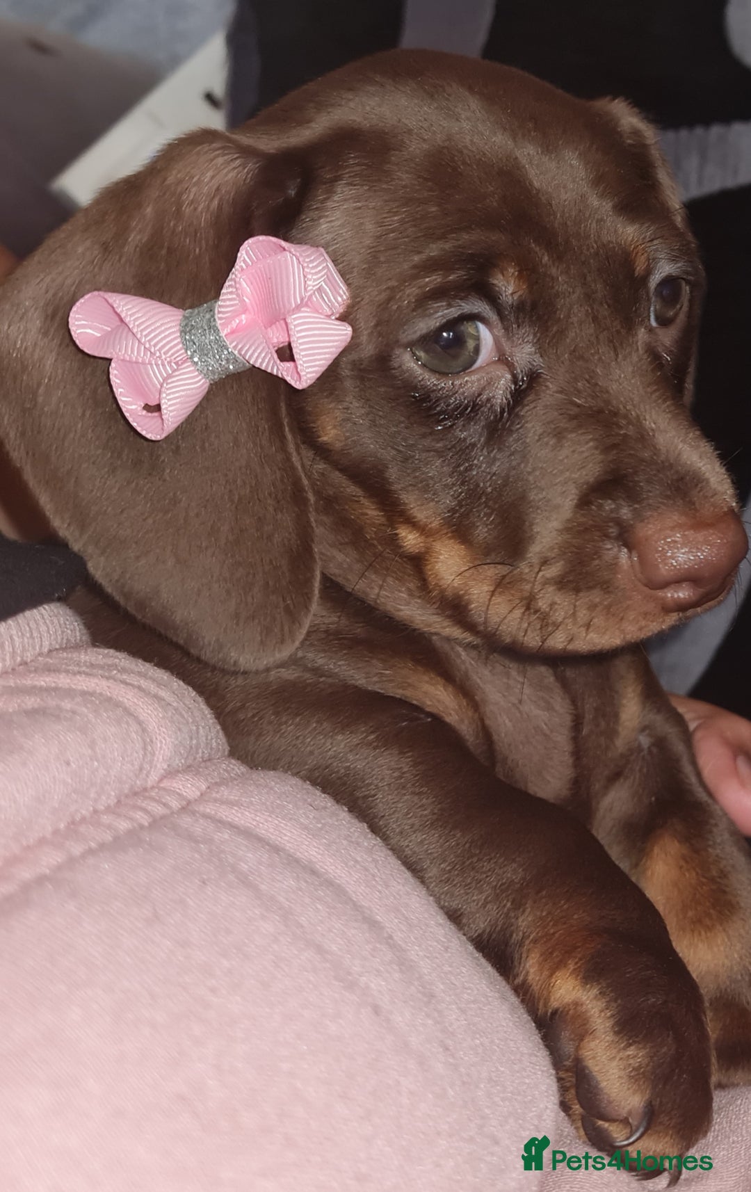 Miniature Dachshund dogs for sale: 💜 STUNNING MINIATURE CHOCOLATE Dachshunds💜 - Image 2