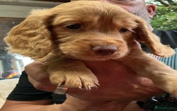 Cocker Spaniel dogs for sale: 5 Beautiful Working Cocker Spaniel Puppies  - Image 8