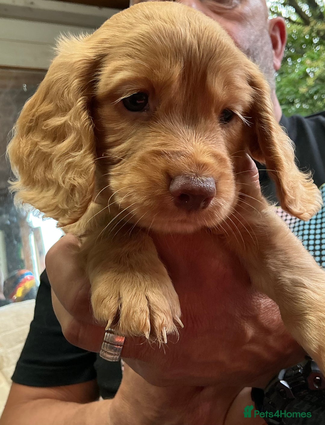 Cocker Spaniel dogs for sale: 5 Beautiful Working Cocker Spaniel Puppies  - Image 8