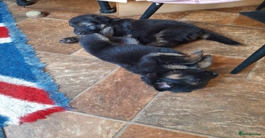 German Shepherd dogs - Advert 3