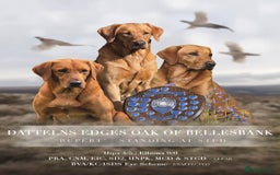 Labrador Retriever dogs for sale: Striking Fox Red Puppies  - Image 7