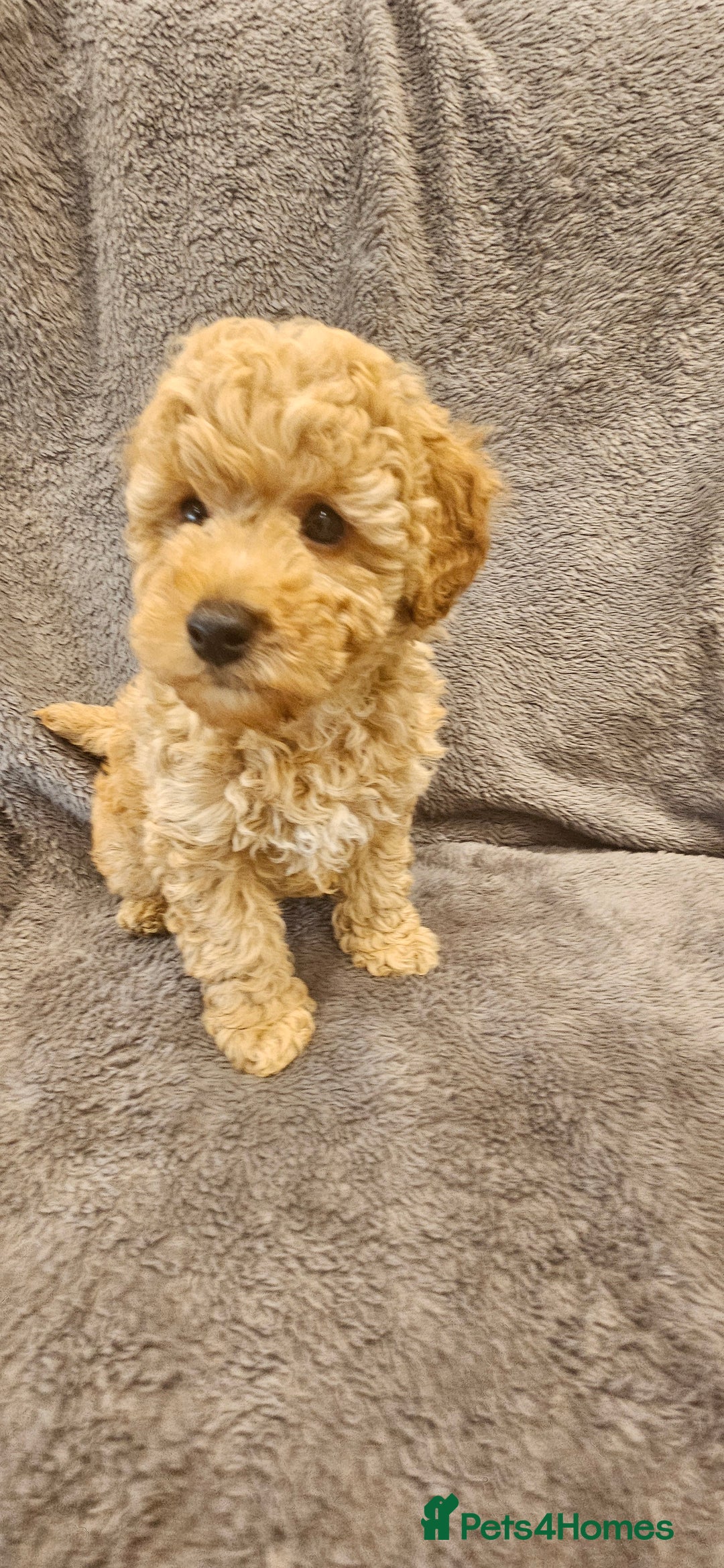 Toy Poodle dogs for sale: Beautiful Toy Poodle Puppies - Advert 4