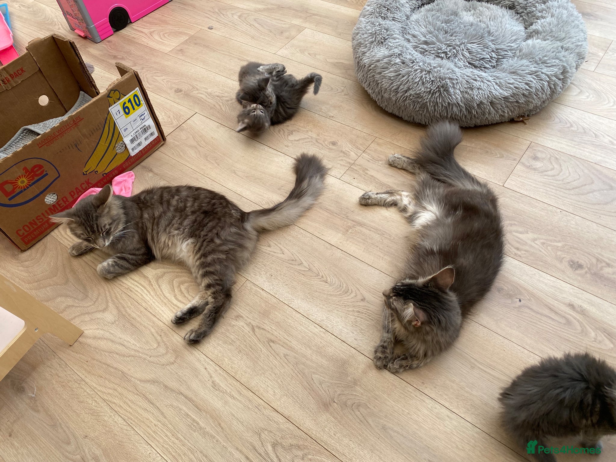 Maine Coon cats for sale: Stunning litter of 3 Maine Coon Female Kittens  - Advert 5