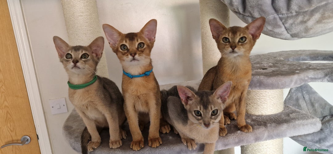 Abyssinian cats for sale: Pure Abyssinian kittens ❤️Ready to go 😍  - Image 21