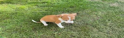 Italian Greyhound dogs for sale: Royal kennel club registered  - Advert 22