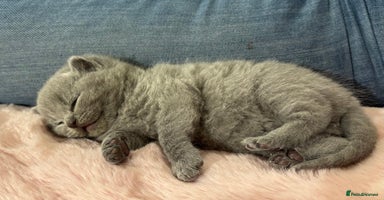 Scottish Fold cats in Herne Bay - Advert 2