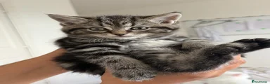 British Shorthair 2