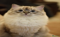 Ragdoll cats for sale: Chunky Ragdoll kittens ready now  - Image 8