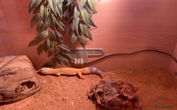 Leopard Gecko reptiles for sale: Leopard Gecko and Vivarium complete set - Image 4