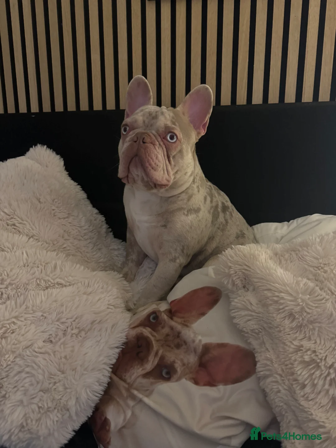 French Bulldog dogs for stud: Ralph  in Maidstone - Advert 5