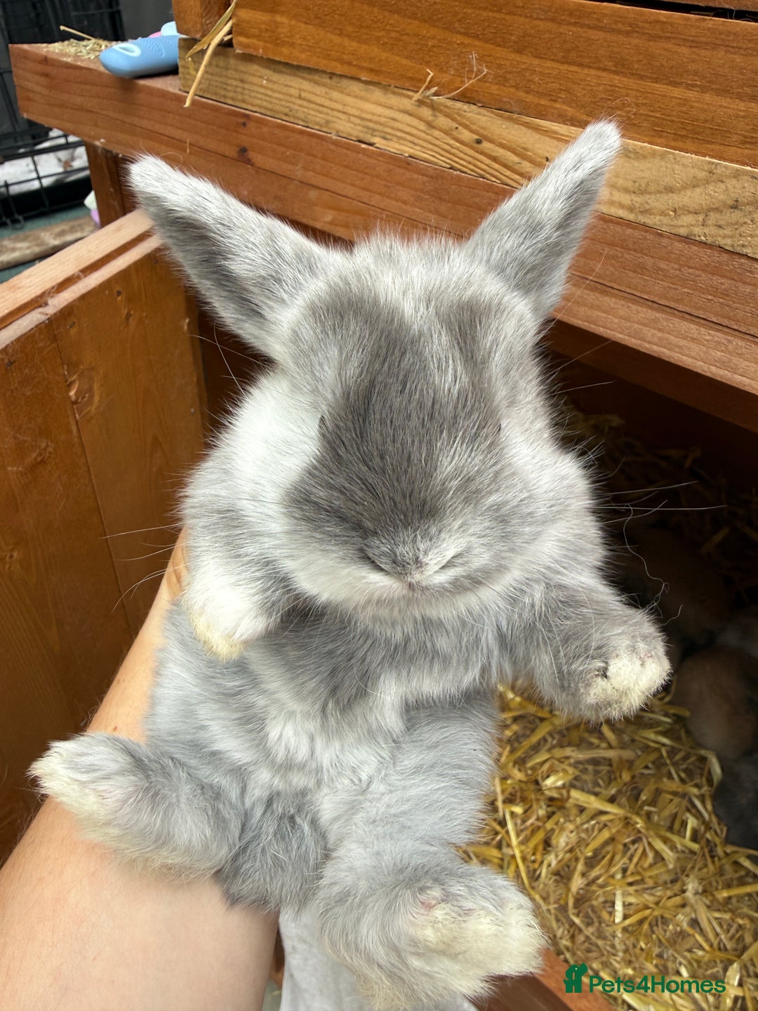 Mini Lion Lop rabbits for sale: Mini Lionhead X Lops - Image 3