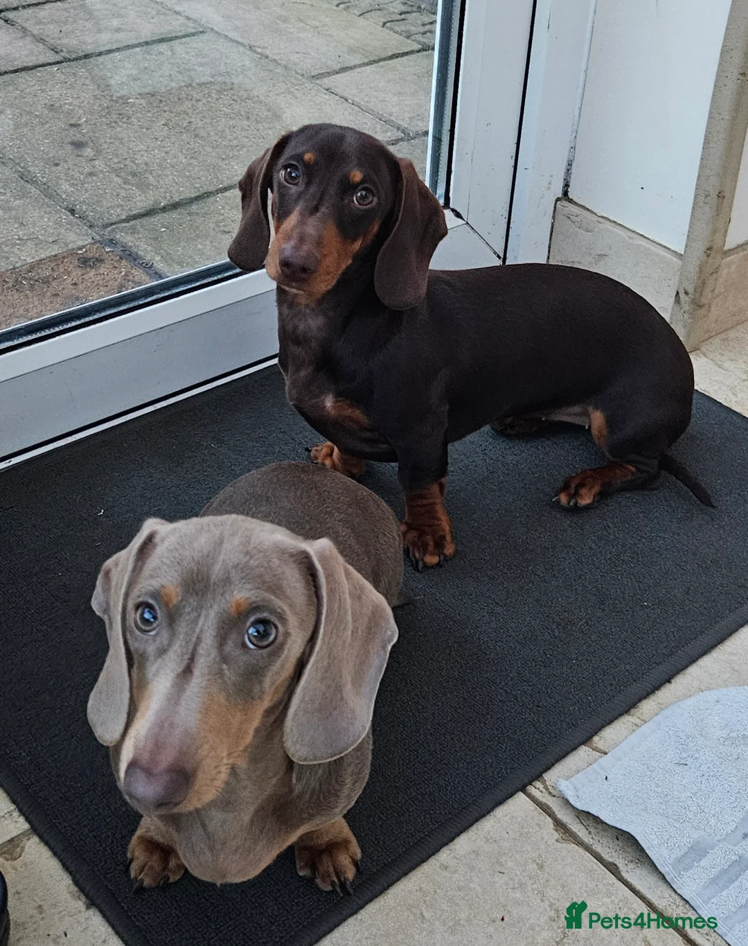 Miniature Dachshund dogs for sale: 2 x miniature dachshund  - Advert 1