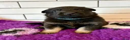 German Shepherd dogs for sale: Fully health tested German shepherd Puppies. - Advert 8