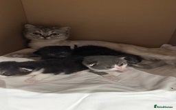 British Shorthair cats for sale: 🐾✨ Looking for Their Forever Home ✨🐾 - Image 6