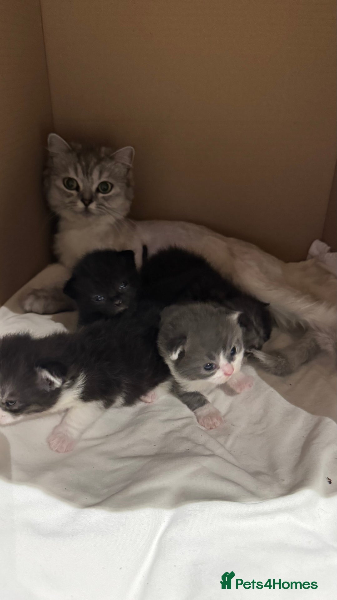 British Shorthair cats for sale: 🐾✨ Looking for Their Forever Home ✨🐾 - Image 6