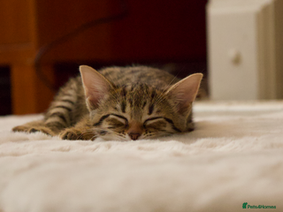 Bengal cats Bengal Cross kitten looking for a new home ASAP! - Advert 1