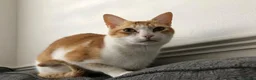 Domestic Shorthair cats for sale: Beautiful Ginger and White Shorthair 6 years old  - Advert 3