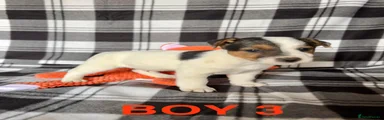 Jack Russell Puppy 3