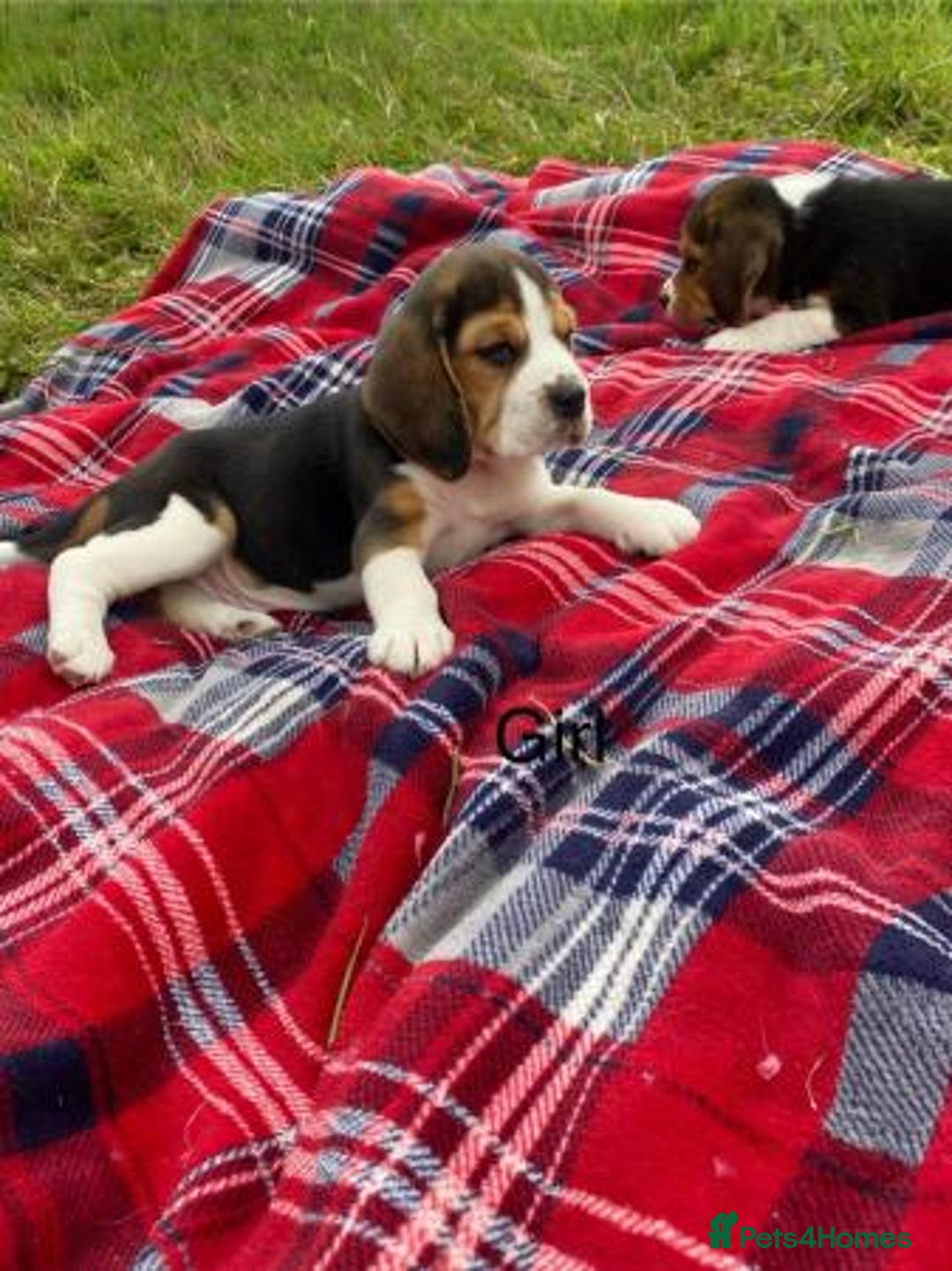 Beagle dogs for sale: Adorable Cute Beagle Puppies Available  - Image 3
