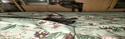 Norwegian Forest Cat cats for sale: OUTGOING FLUFFY DOG & HOOVER PROOF NORWEGIAN X  - Advert 4