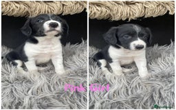 Sprollie dogs for sale: 🩶Beautiful Sprollie Puppies🩶 - Image 2