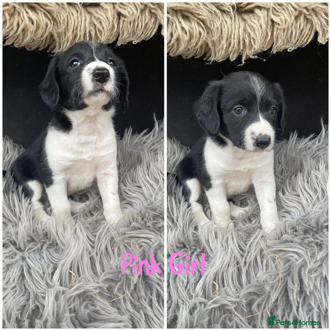 Sprollie dogs for sale: 🩶Beautiful Sprollie Puppies🩶 - Image 2