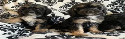 Cavapoo dogs for sale: F1 Cavapoos  - Advert 9