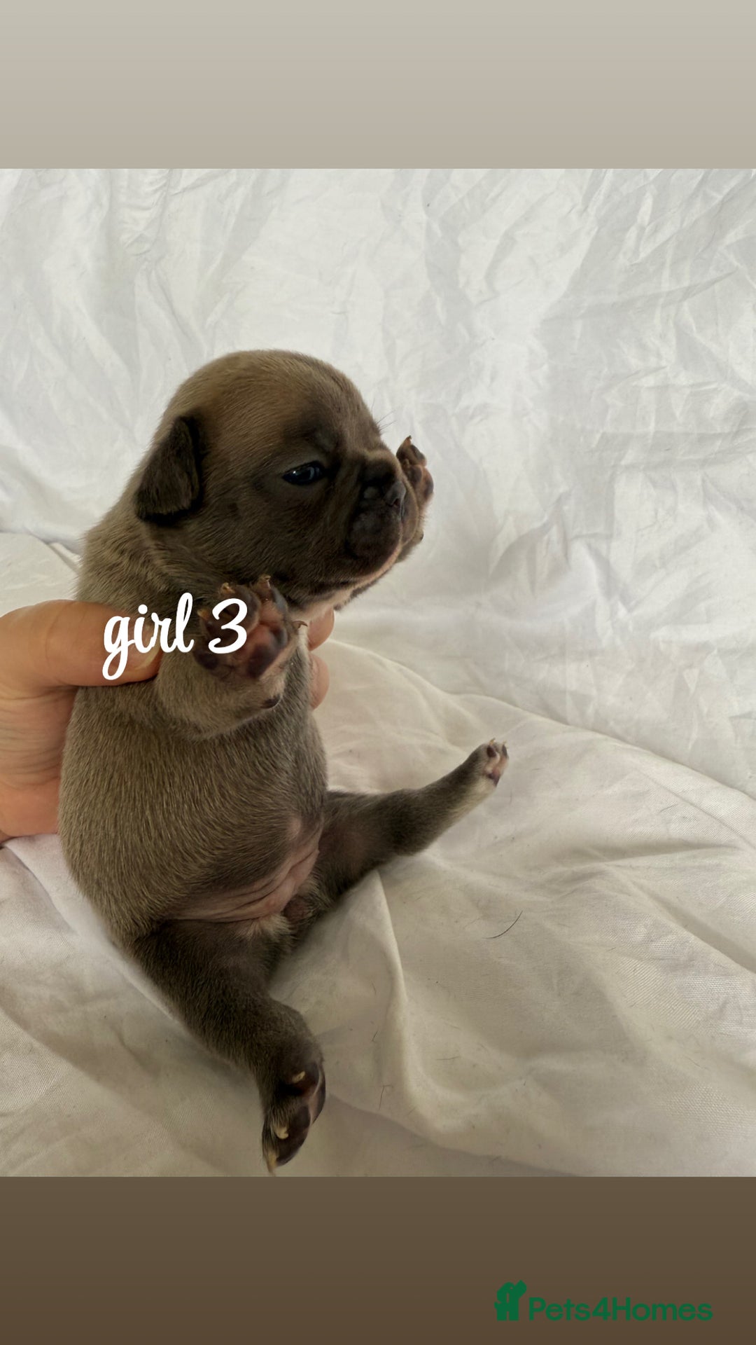 French Bulldog dogs for sale: Pedigree Puppies ❤️ - Image 9