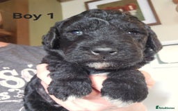 Mixed Breed dogs for sale: Bedlington x Poodle Puppies - Image 8