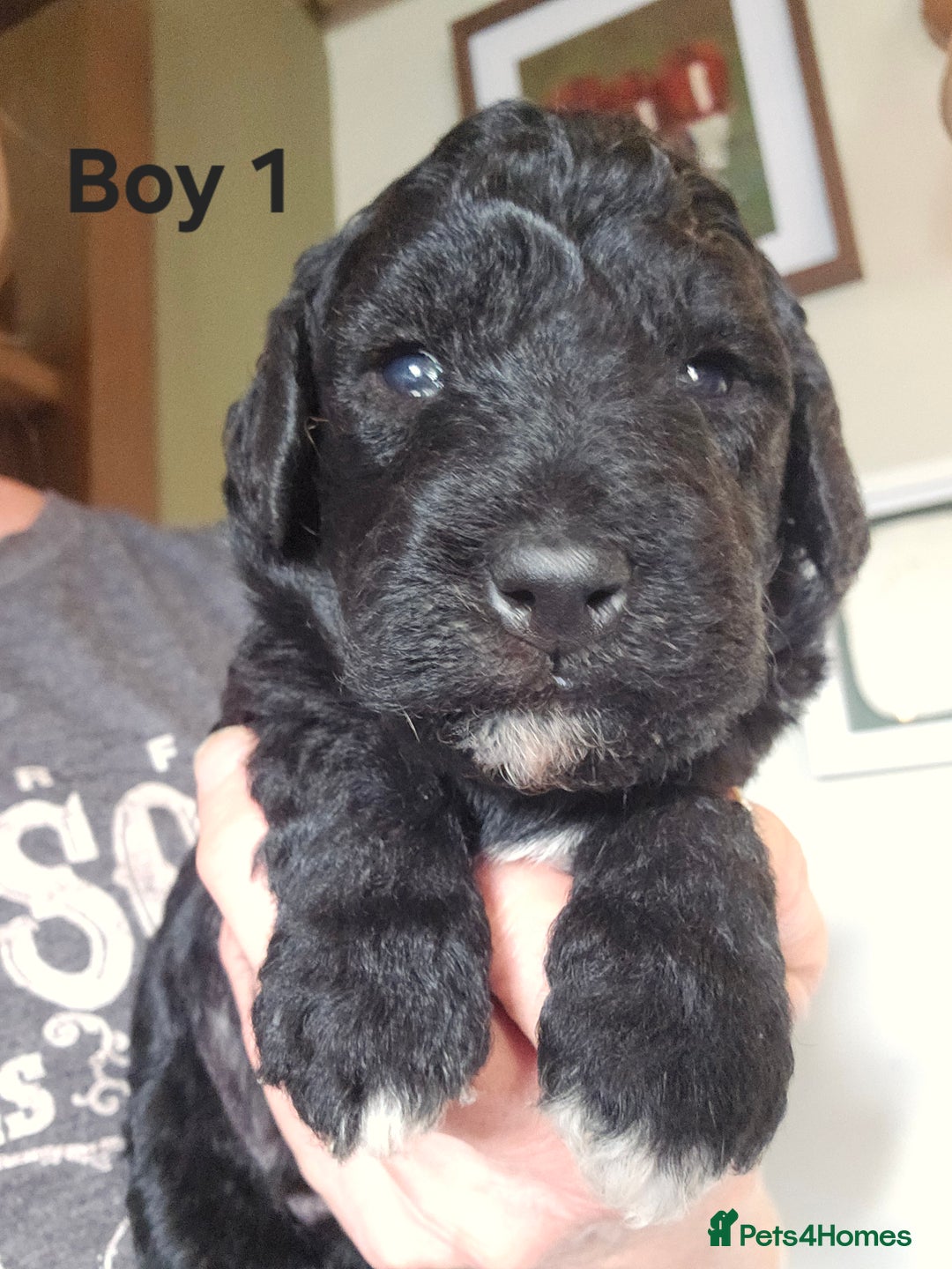 Mixed Breed dogs for sale: Bedlington x Poodle Puppies - Image 8