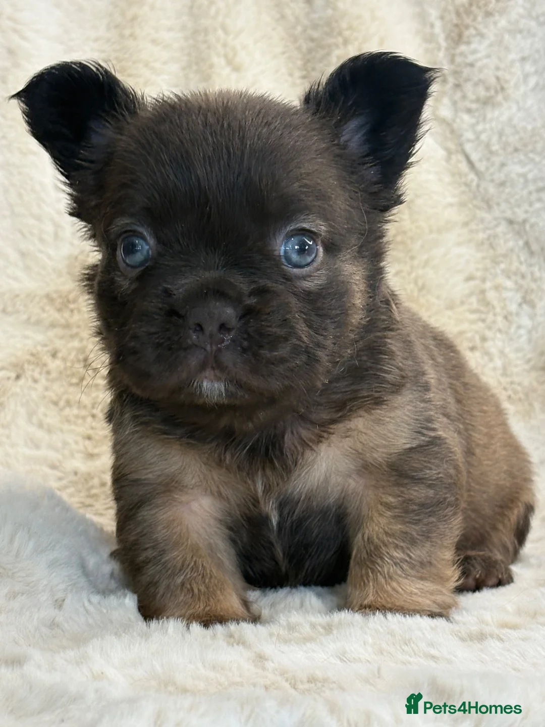 French Bulldog dogs for sale: Top quality fluffy French bulldog puppies  - Advert 28