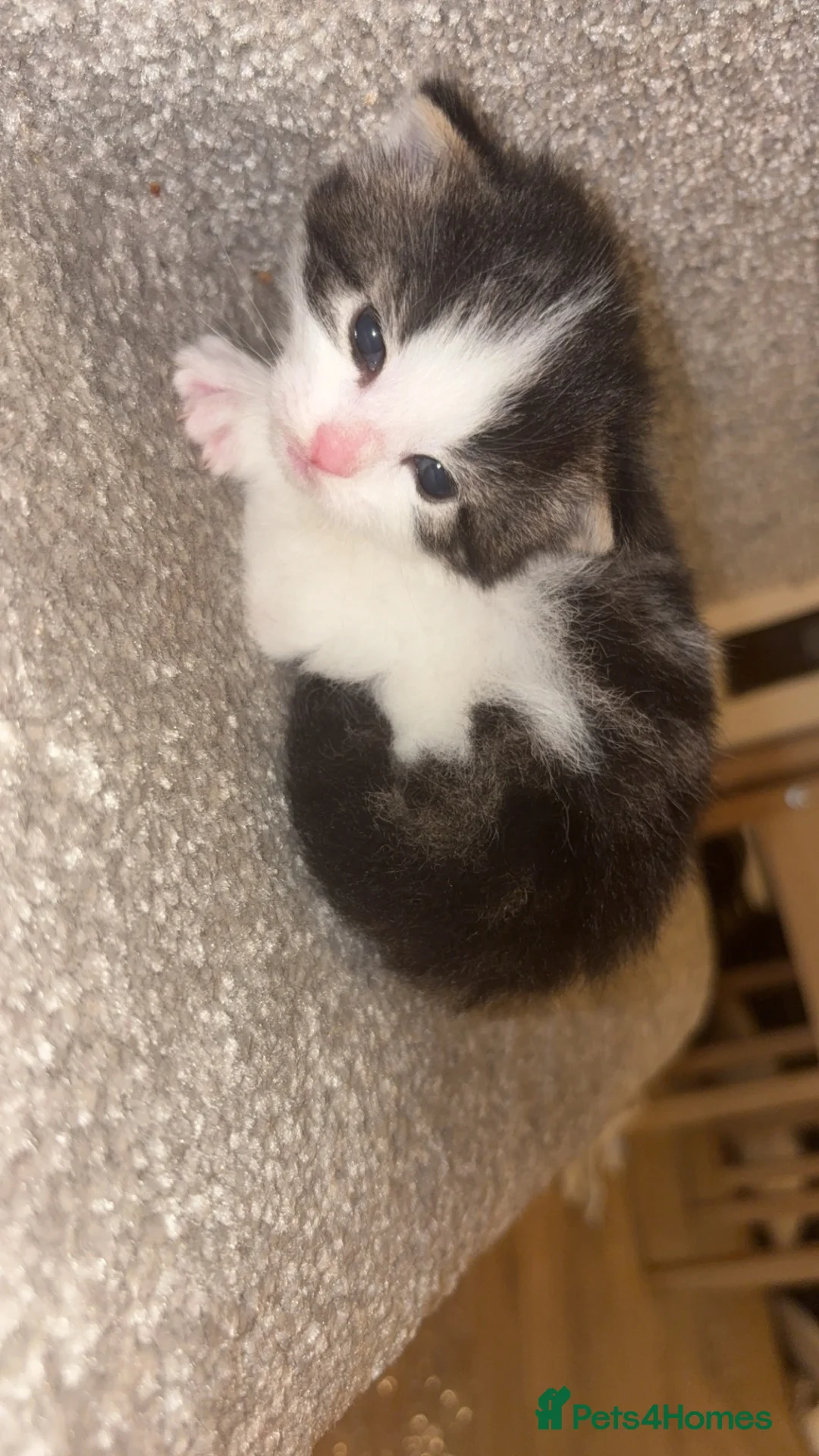 British Longhair cats for sale: Kitten available from 31st in Doncaster - Advert 4