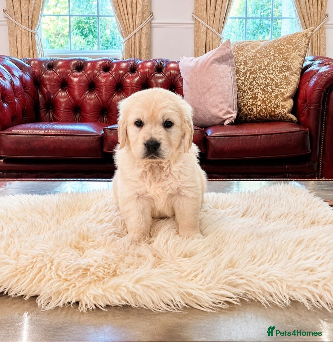 Golden Retriever dogs Newmiller Retrievers Upcoming Litter Announcement  - Advert 2