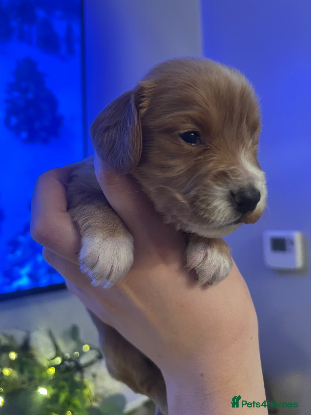 Cocker Spaniel dogs for sale: Cocker spaniel puppies  - Advert 21