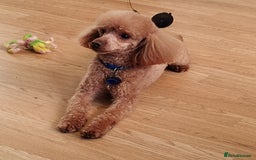 Toy Poodle dogs for stud: Full health tested toy poodle studs in Blackburn - Image 1