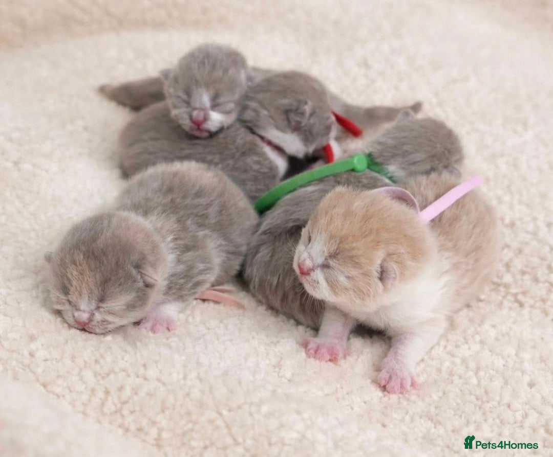 British Shorthair cats 🌟Last 2 kittens 🌟 Top quality British shorthair  - Advert 2