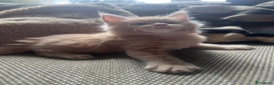 Maine Coon 6