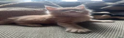 Maine Coon cats for sale: Mainecoon Kittens, ready 08/28! - Advert 32