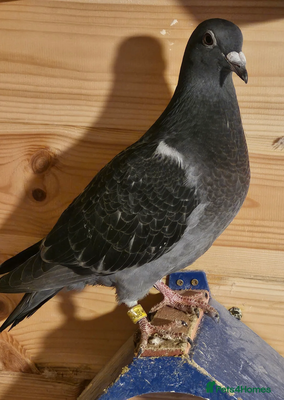 Pigeons birds for sale: Racing pigeons - Advert 5