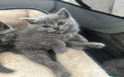 British Shorthair cats for sale: Adorable British Shorthair Kittens  - Image 10