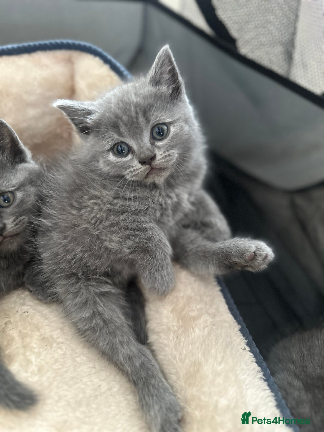 British Shorthair cats for sale: Adorable British Shorthair Kittens  - Image 10
