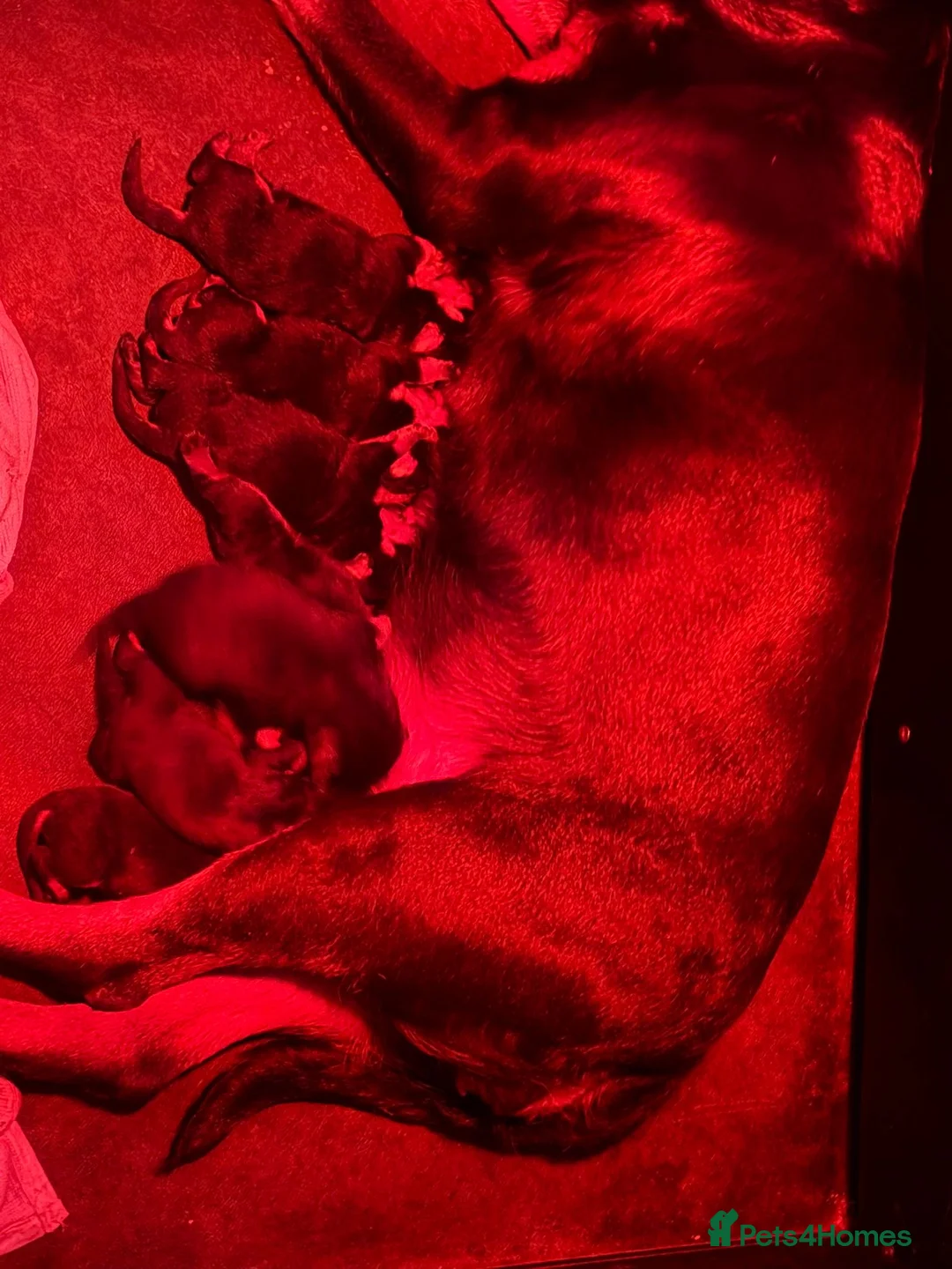 Rottweiler dogs for stud: 22 champions kc Rottweiler stud  in Romford - Advert 18