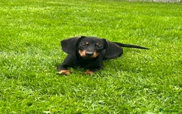 Miniature Dachshund dogs for sale: Miniature Dachshund Boys and Girls - Image 2