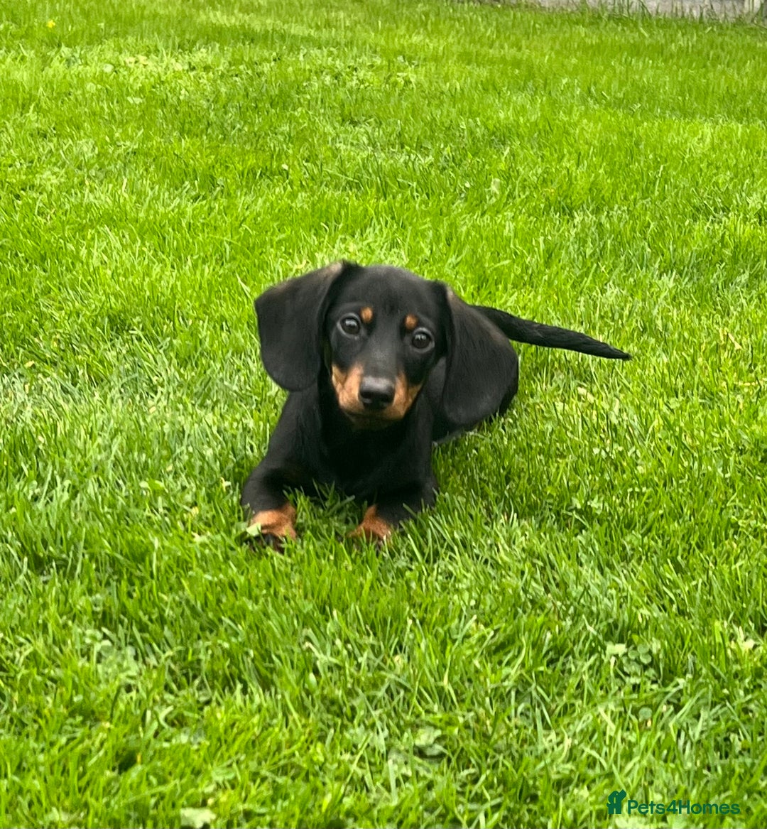 Miniature Dachshund dogs for sale: Miniature Dachshund Boys and Girls - Image 2