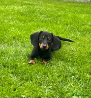 Miniature Dachshund dogs - Advert 14