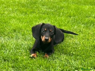 Miniature Dachshund dogs - Advert 3