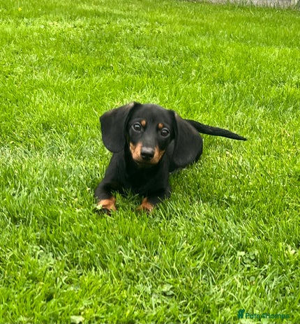 Miniature Dachshund dogs - Advert 10