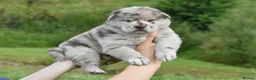 Chow Chow dogs for sale: Teddy bear chowski puppies  - Advert 25
