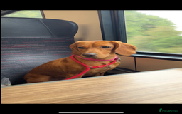 Cockerdor dogs for sale: Cockerdors  - Advert 1