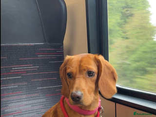 Cockerdor dogs Cockerdors - Advert 1